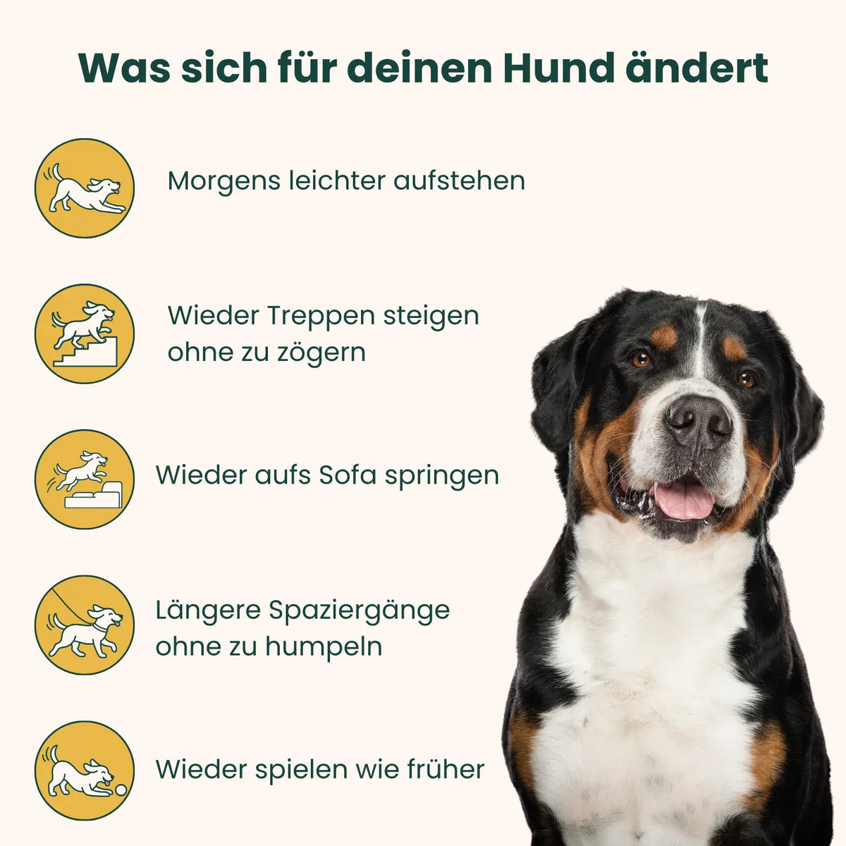 Gelenk & Hüfte Snacks