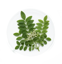 Boswellia Serrata