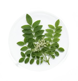 Boswellia Serrata