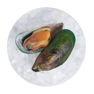 Neuseeländische Grünlippmuschel